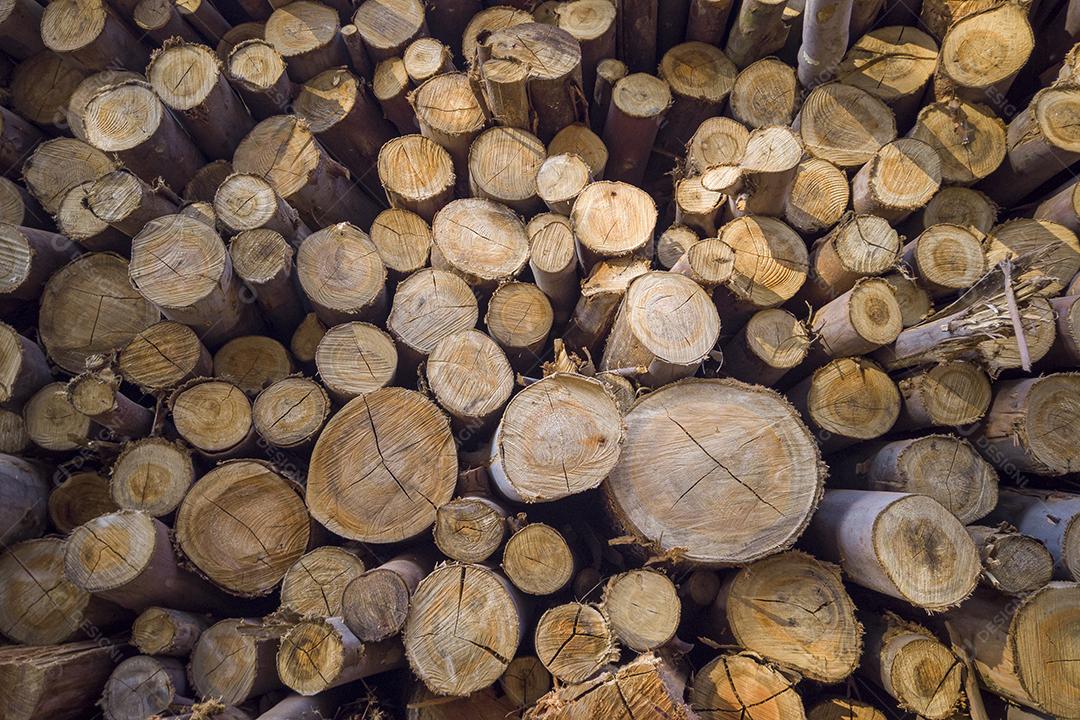 Pilha de madeira cortada, pinho, eucalipto Imagem JPG