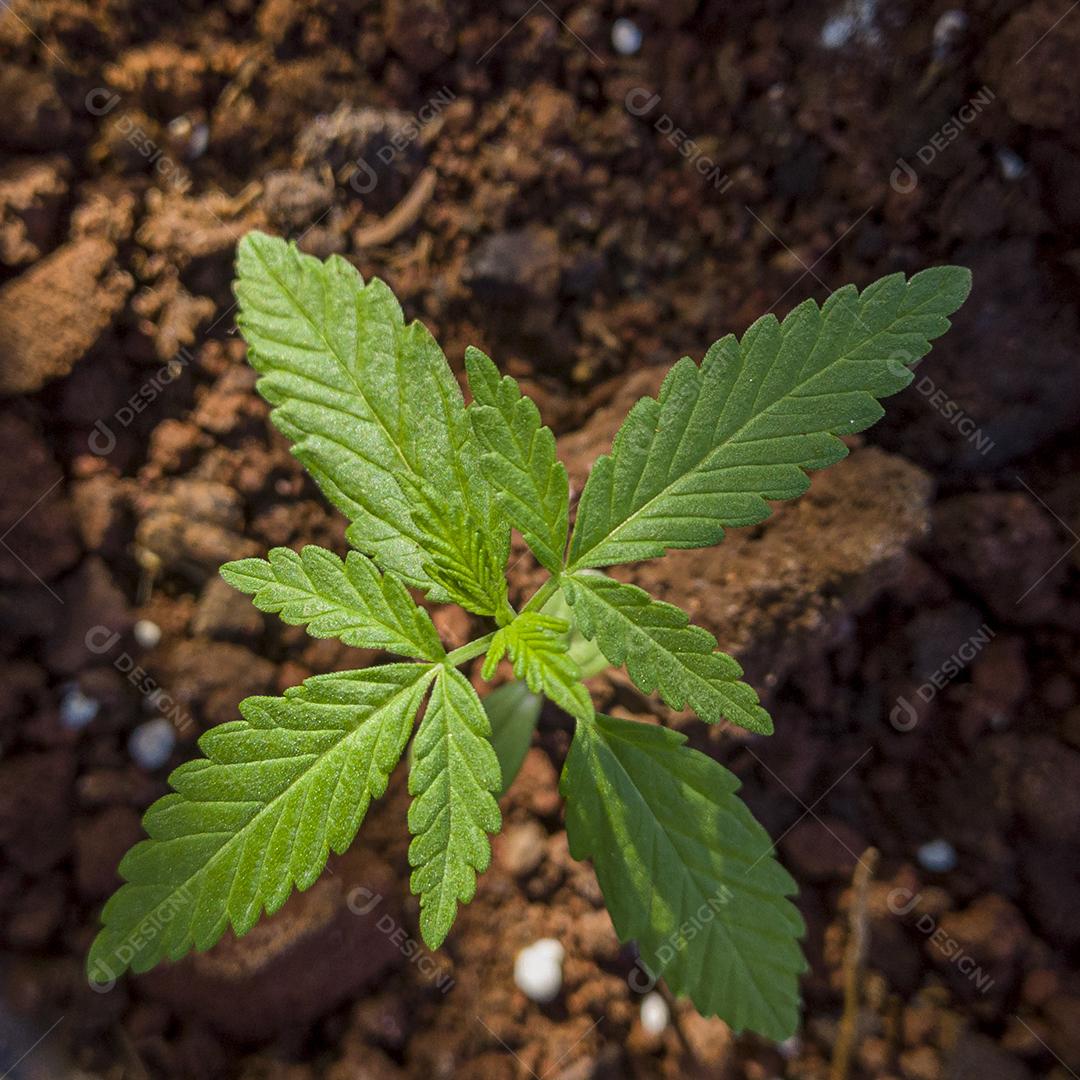 Flor de maconha de cannabis da semente Imagem JPG