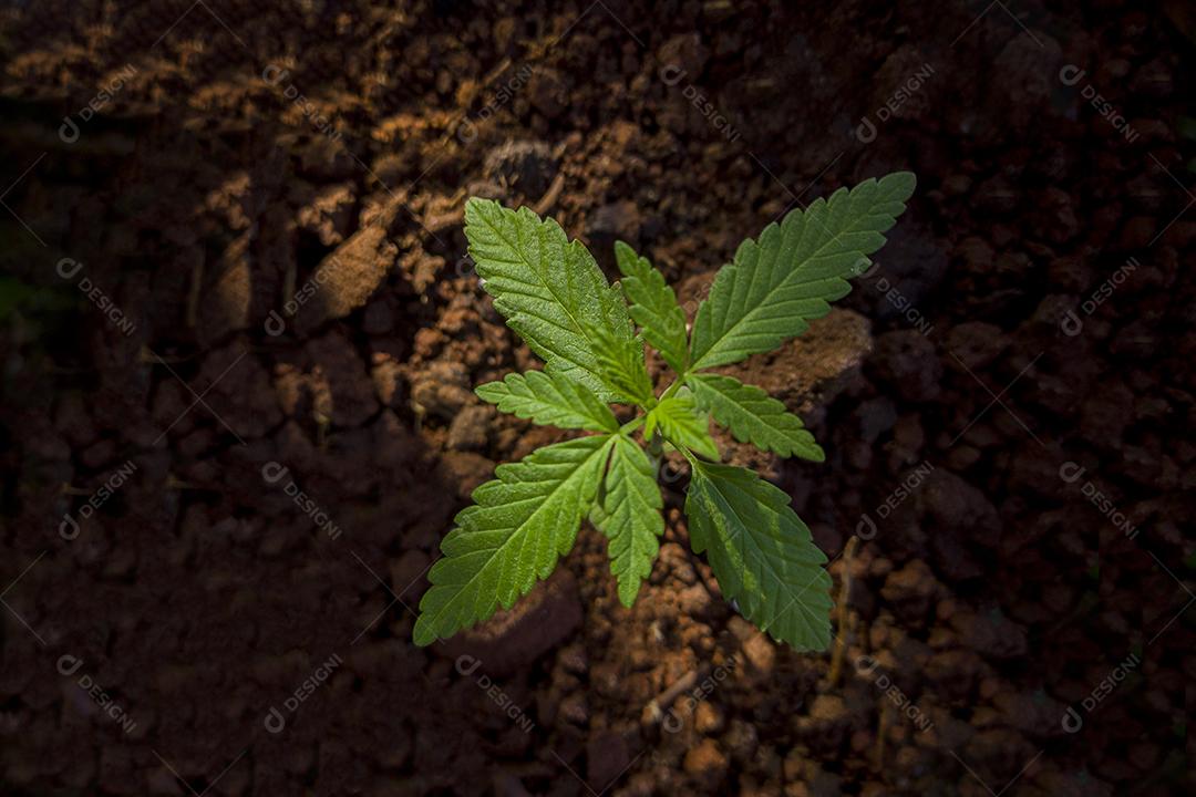 Flor de maconha de cannabis da semente Imagem JPG