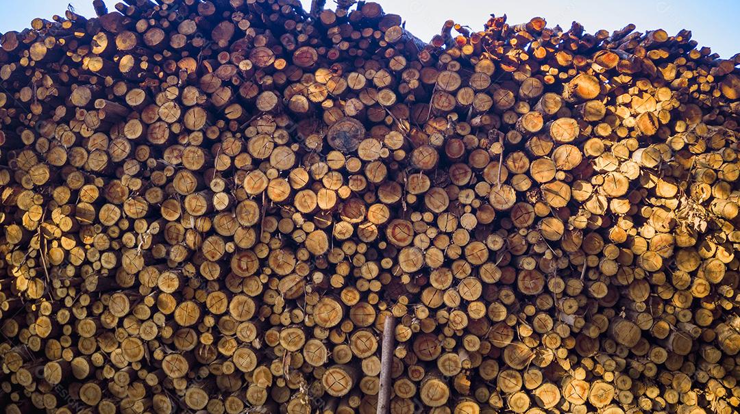 Pilha de madeira cortada, pinho, eucalipto Imagem JPG