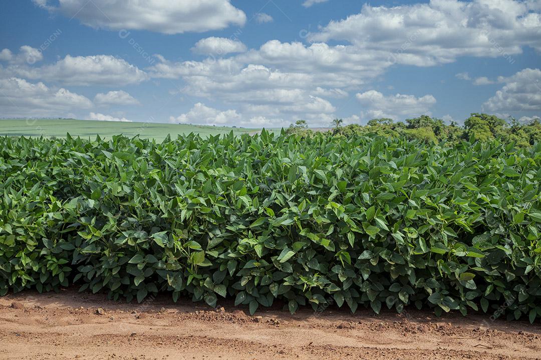 Fotos Plantação de soja agrícola no pôr do sol planta de soja verde crescente contra a luz solar