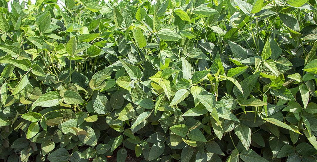 Fotos Plantação de soja agrícola no pôr do sol planta de soja verde crescente contra a luz solar