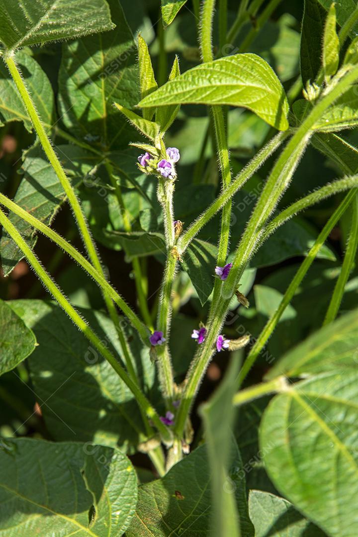Fotos Plantação de soja agrícola no pôr do sol planta de soja verde crescente contra a luz solar