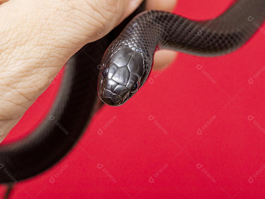 Cobra real negra mexicana Lampropeltis getula nigrita Imagem JPG