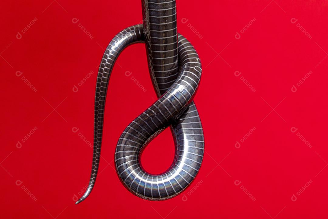 Detalhes da barriga na cauda de uma cobra preta Imagem JPG