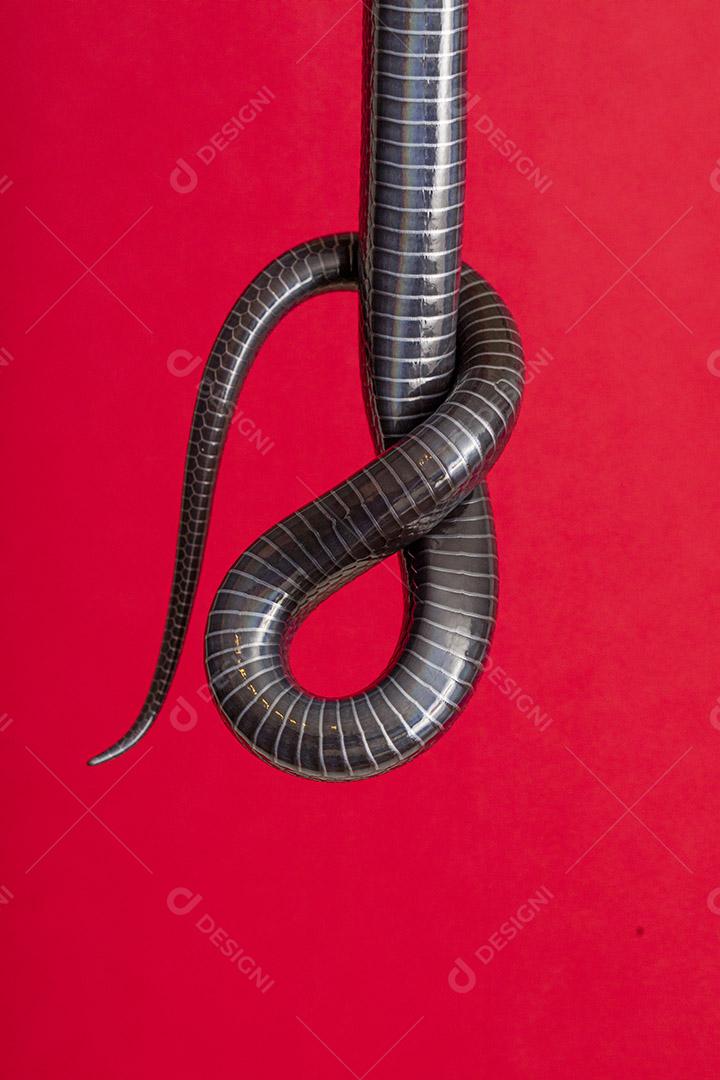 Detalhes da barriga na cauda de uma cobra preta Imagem JPG