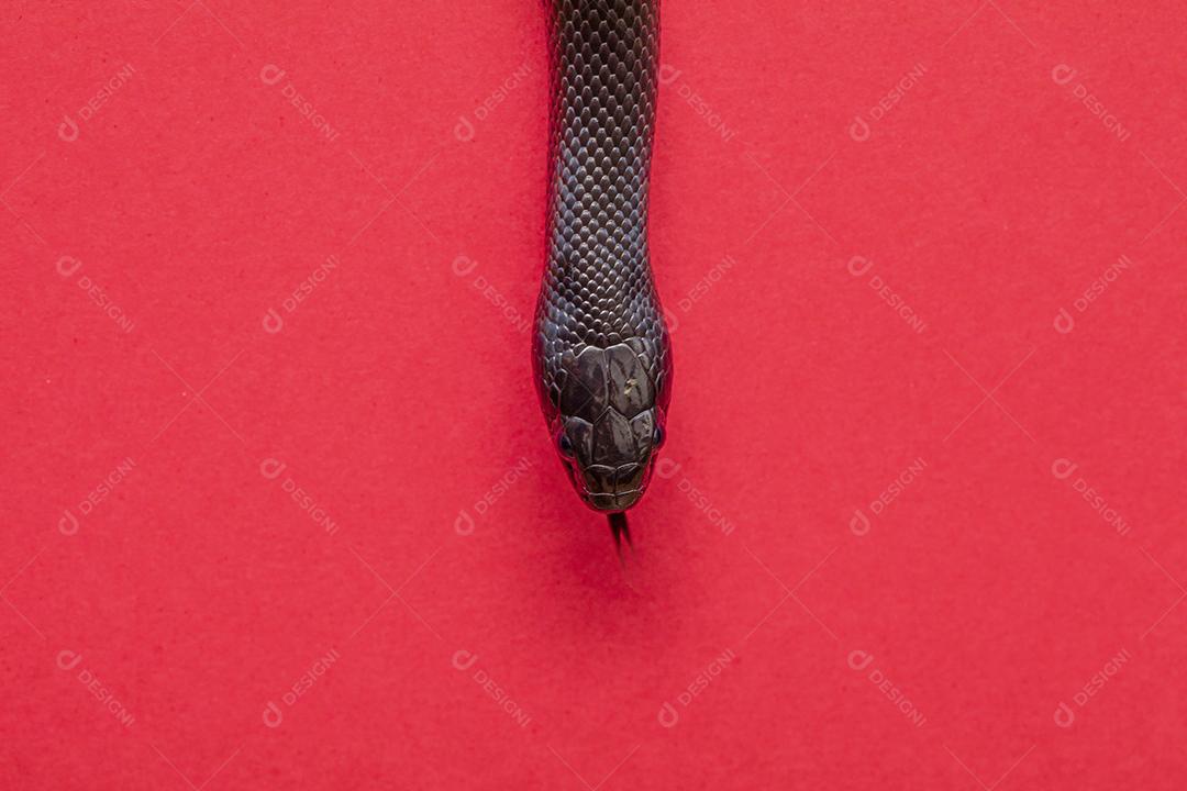 Cobra real negra mexicana Lampropeltis getula nigrita Imagem JPG