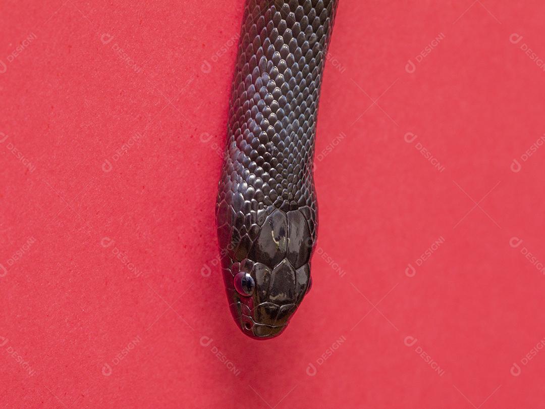 Cobra real negra mexicana Lampropeltis getula nigrita Imagem JPG