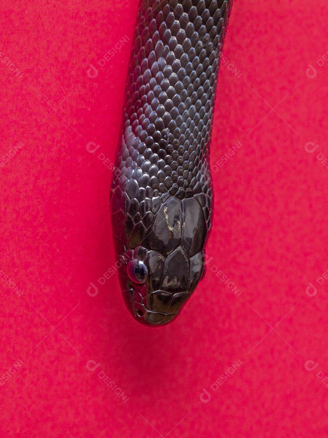 Cobra real negra mexicana Lampropeltis getula nigrita Imagem JPG