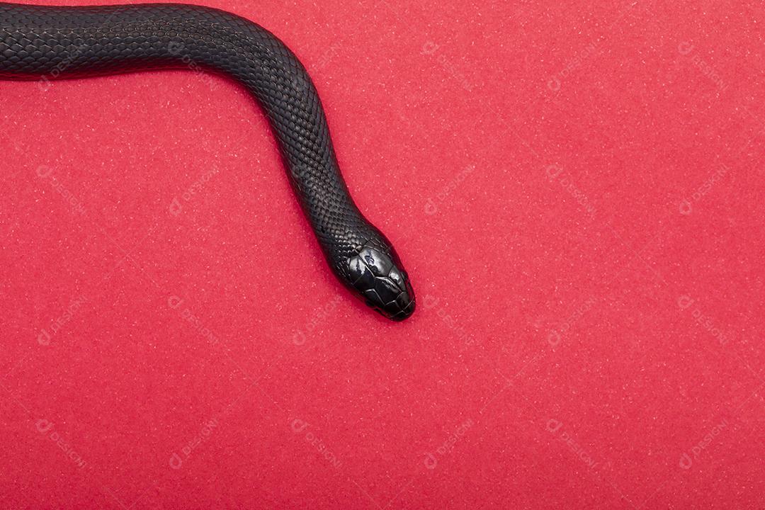 Cobra real negra mexicana Lampropeltis getula nigrita Imagem JPG