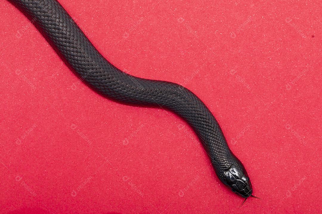 Cobra real negra mexicana Lampropeltis getula nigrita Imagem JPG