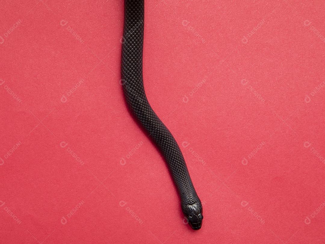 Cobra real negra mexicana Lampropeltis getula nigrita Imagem JPG
