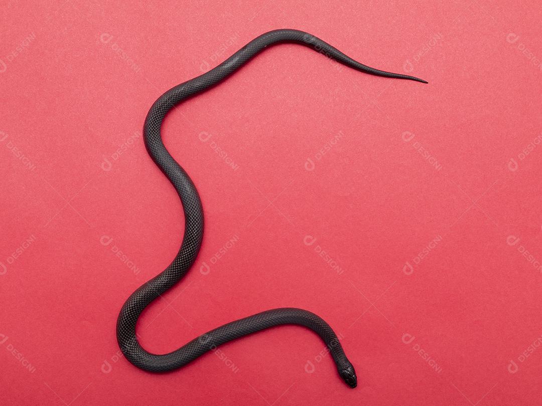 Cobra real negra mexicana Lampropeltis getula nigrita Imagem JPG