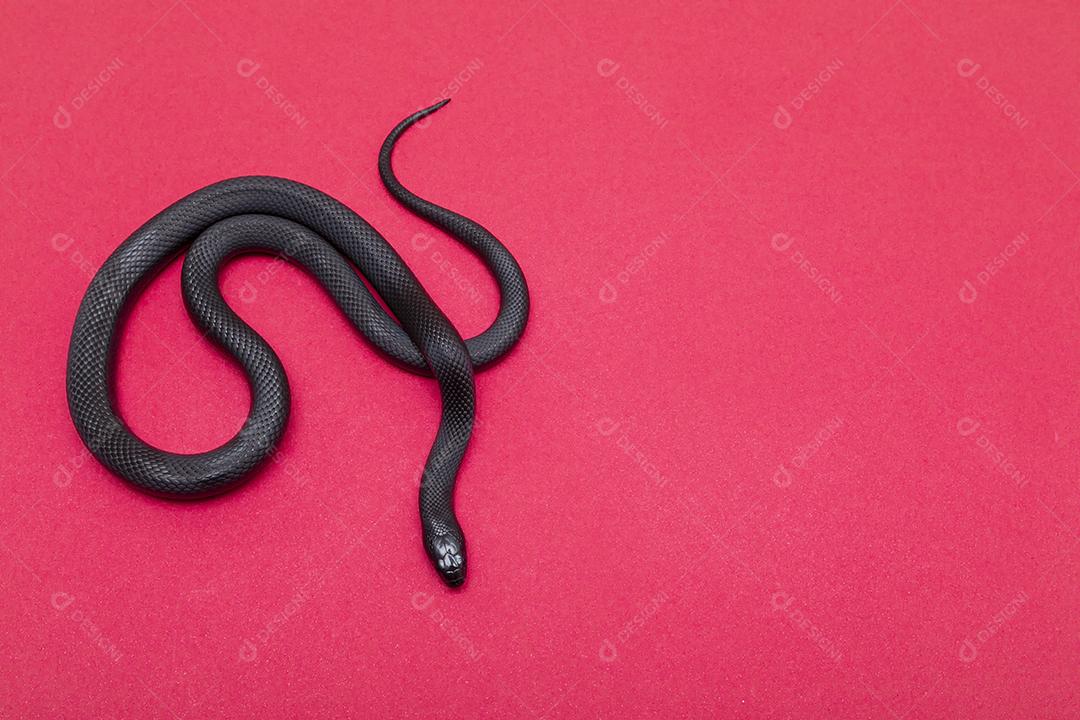 Cobra real negra mexicana Lampropeltis getula nigrita Imagem JPG