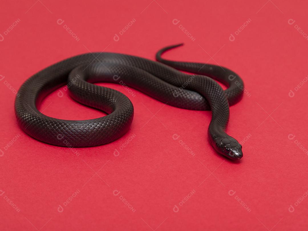 Cobra real negra mexicana Lampropeltis getula nigrita Imagem JPG