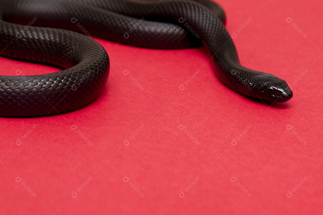 Cobra real negra mexicana Lampropeltis getula nigrita Imagem JPG