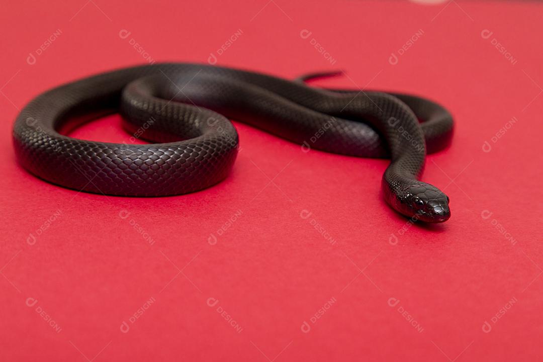 Cobra real negra mexicana Lampropeltis getula nigrita Imagem JPG