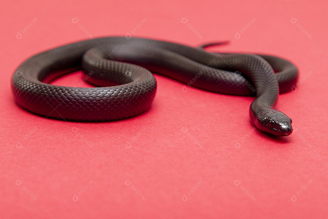 Cobra real negra mexicana Lampropeltis getula nigrita Imagem JPG