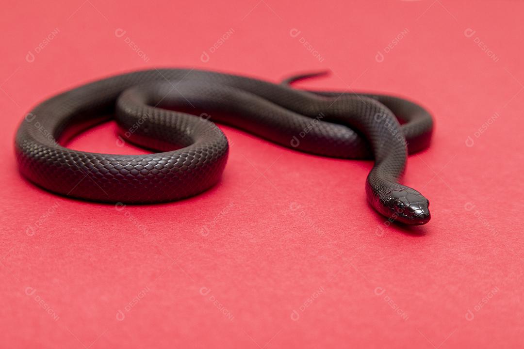 Cobra real negra mexicana Lampropeltis getula nigrita Imagem JPG