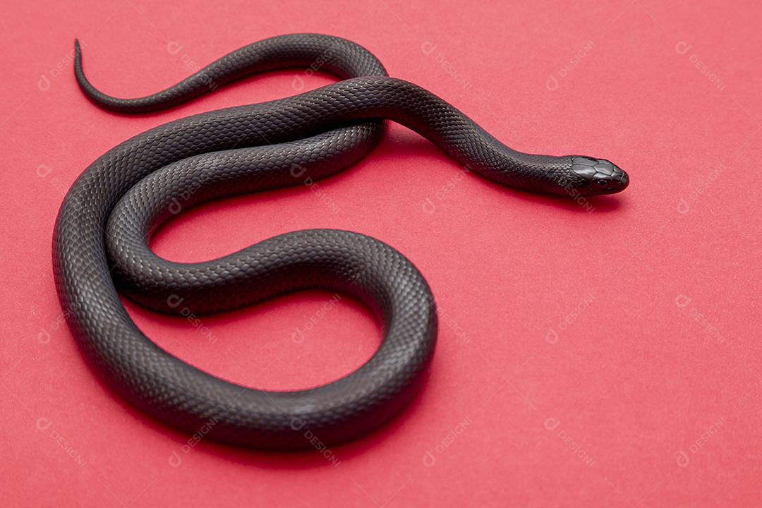 Cobra real negra mexicana Lampropeltis getula nigrita Imagem JPG