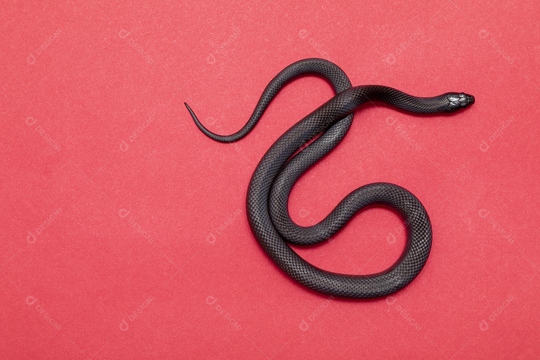 Cobra real negra mexicana Lampropeltis getula nigrita Imagem JPG