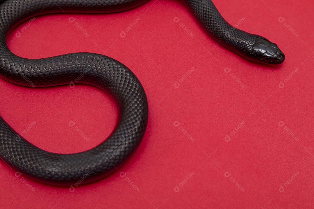 Cobra real negra mexicana Lampropeltis getula nigrita Imagem JPG