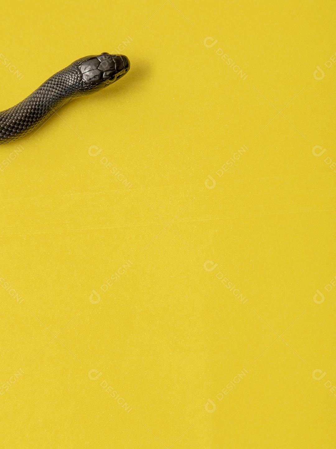 Cobra real negra mexicana Lampropeltis getula nigrita Imagem JPG