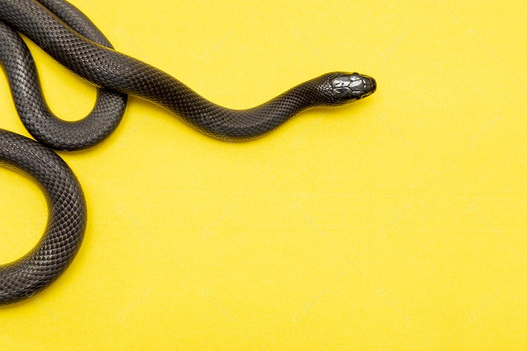 Cobra real negra mexicana Lampropeltis getula nigrita Imagem JPG