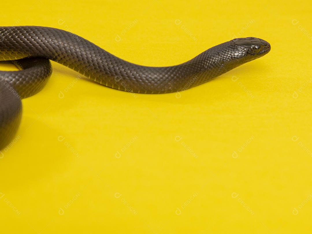 Cobra real negra mexicana Lampropeltis getula nigrita Imagem JPG