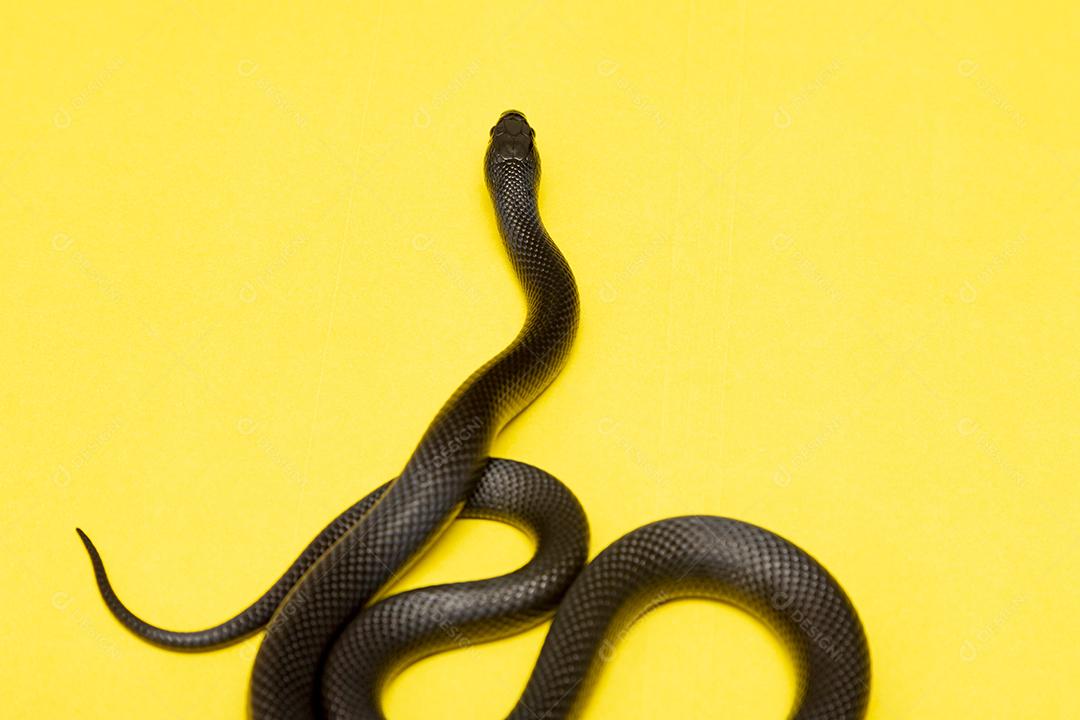 Cobra real negra mexicana Lampropeltis getula nigrita Imagem JPG