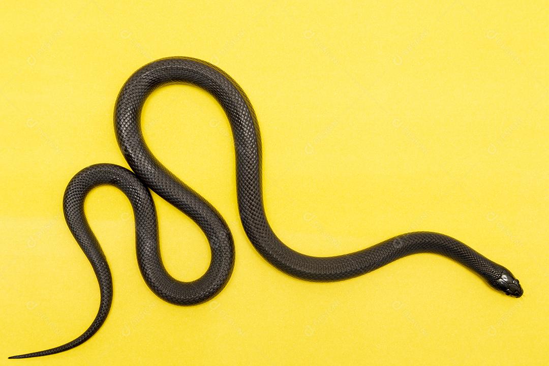 Cobra real negra mexicana Lampropeltis getula nigrita Imagem JPG