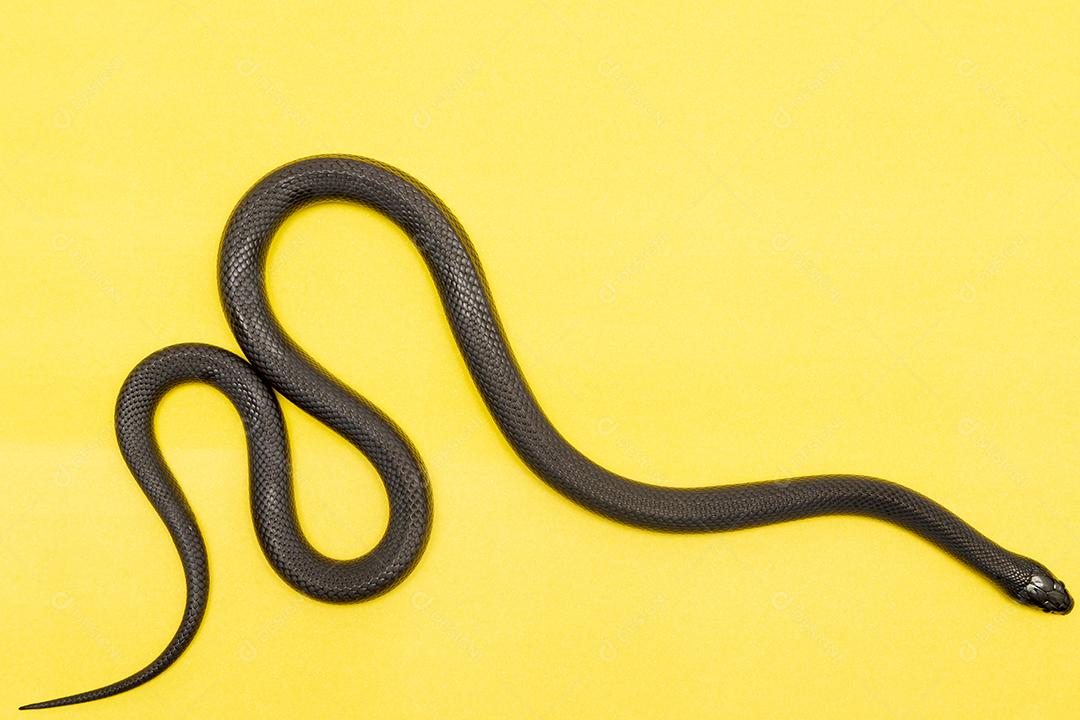 Cobra real negra mexicana Lampropeltis getula nigrita Imagem JPG