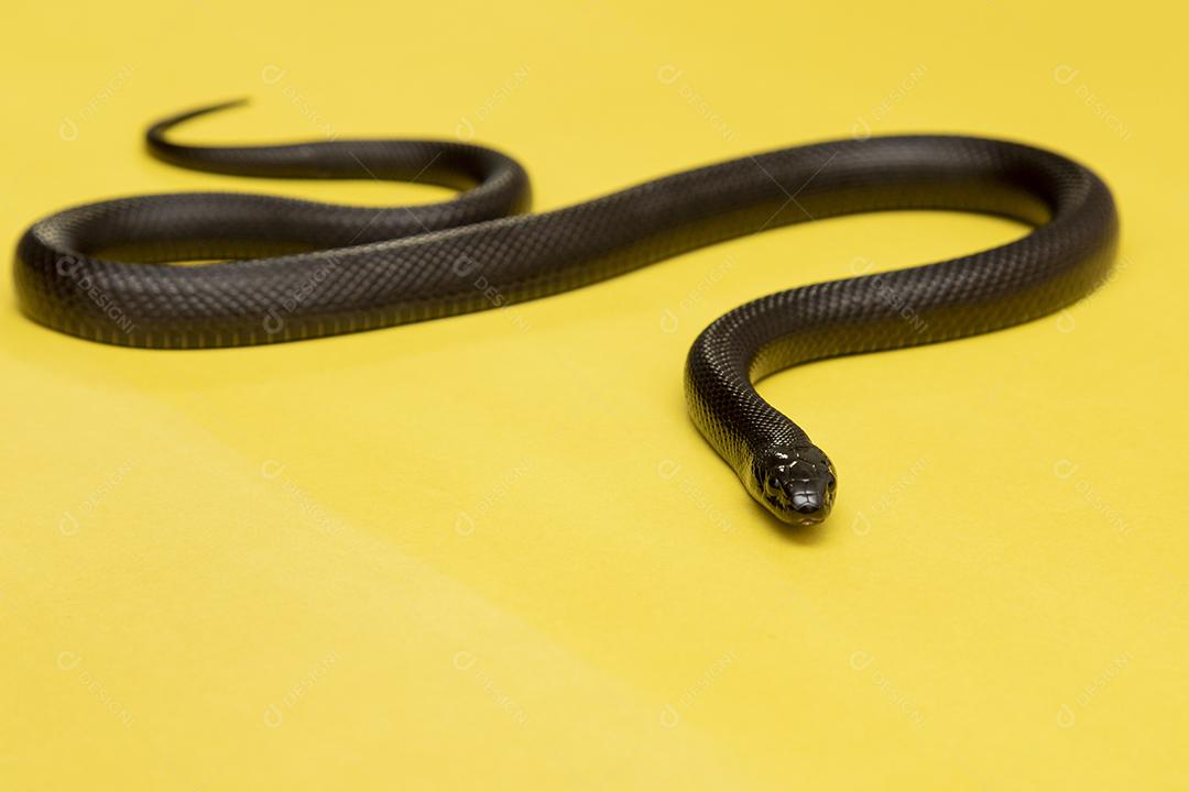 Cobra real negra mexicana Lampropeltis getula nigrita Imagem JPG