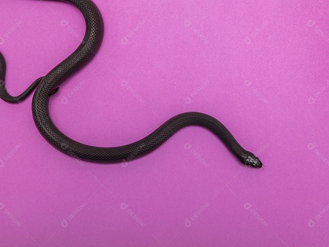 Cobra real negra mexicana Lampropeltis getula nigrita Imagem JPG