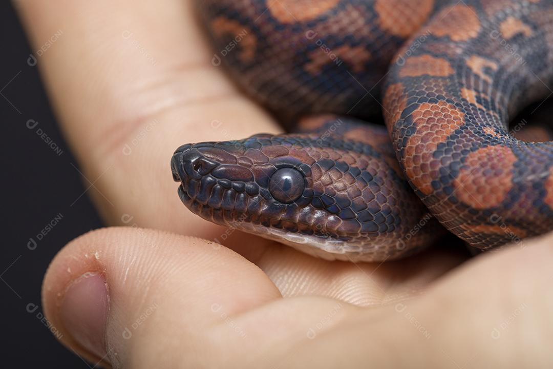 Epicrates cenchria é uma espécie de jibóia endêmica  Na Mão De Pessoa Imagem JPG