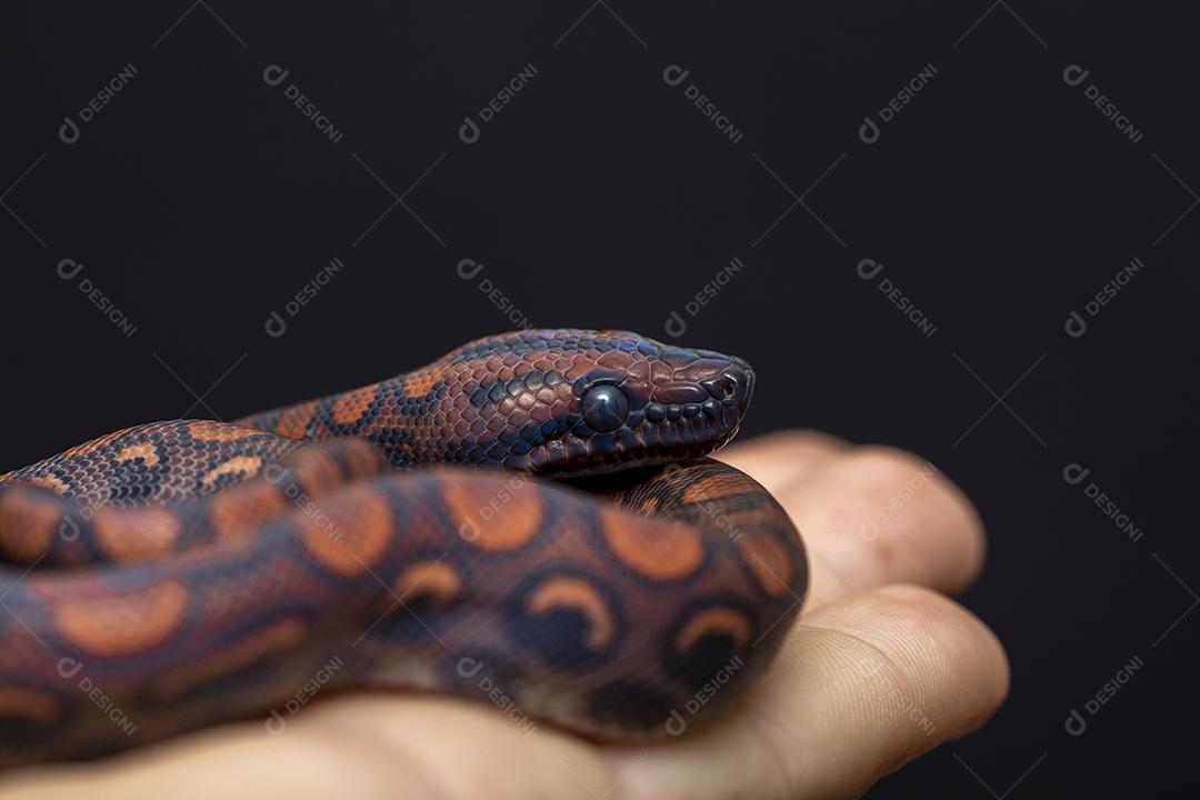 Epicrates cenchria é uma espécie de jibóia endêmica Imagem JPG