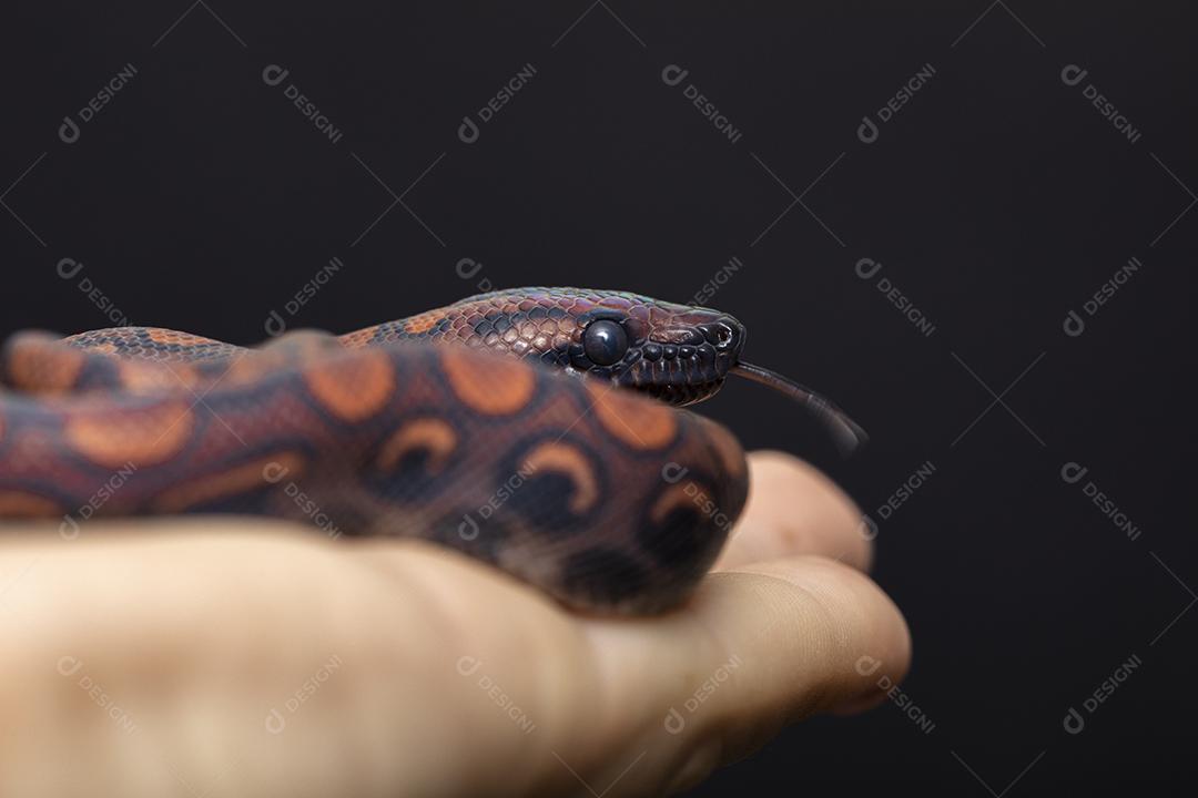 Epicrates cenchria é uma espécie de jibóia endêmica Imagem JPG