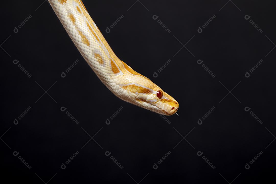 Cobra Ouro Python Imagem JPG