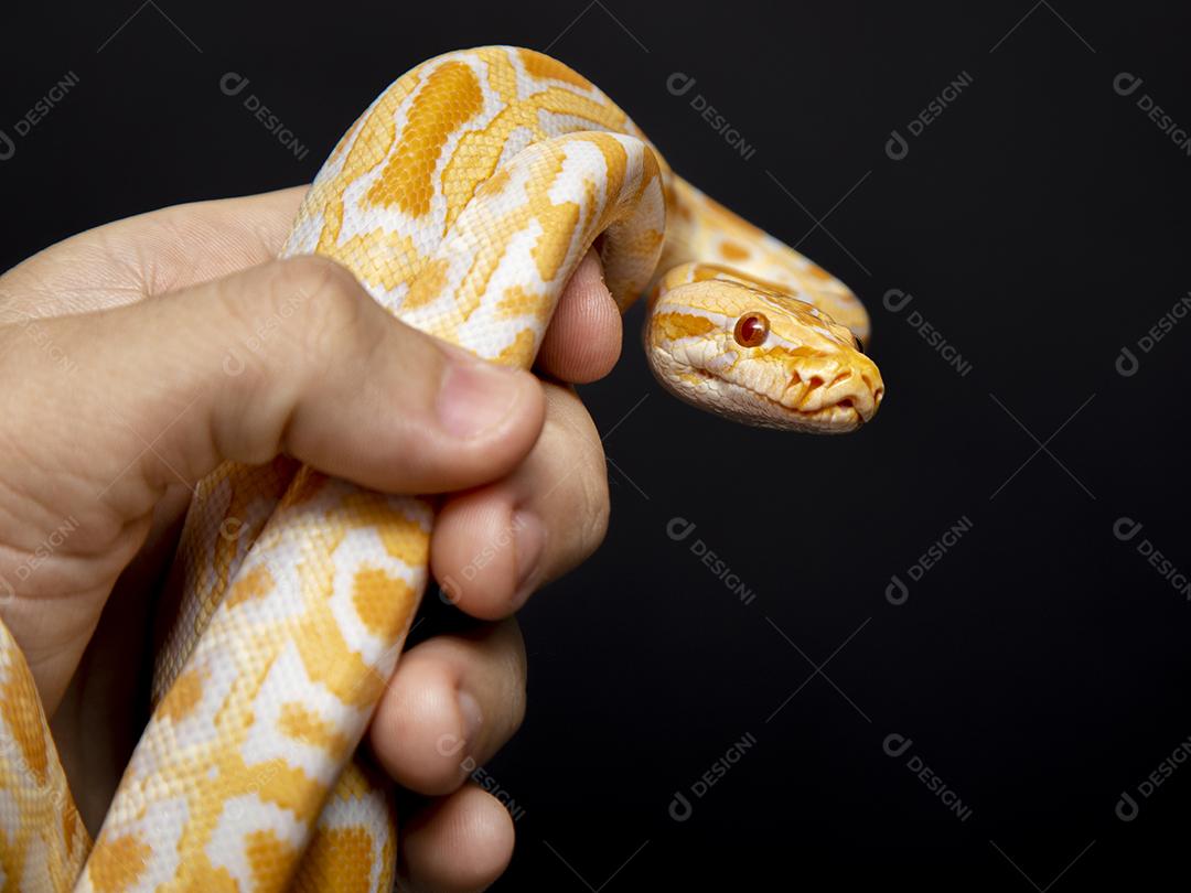 Cobra Ouro Python Na Mão Imagem JPG