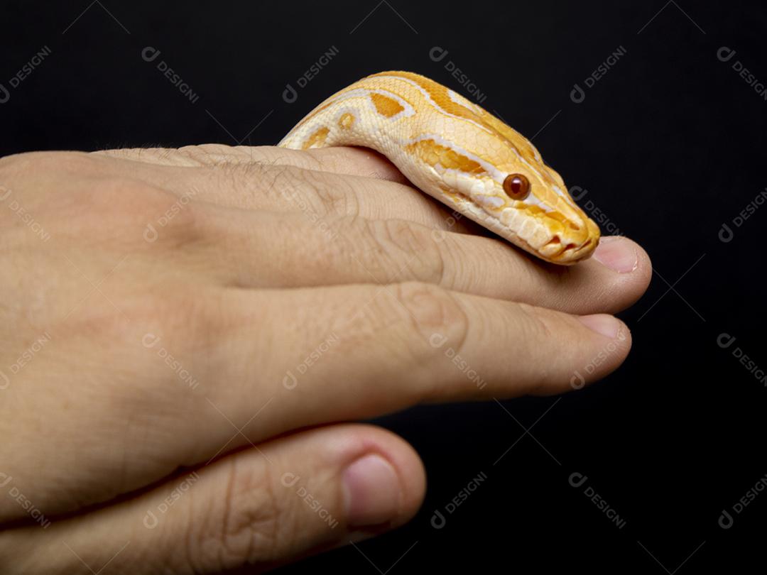 Cobra Ouro Python Na Mão Imagem JPG