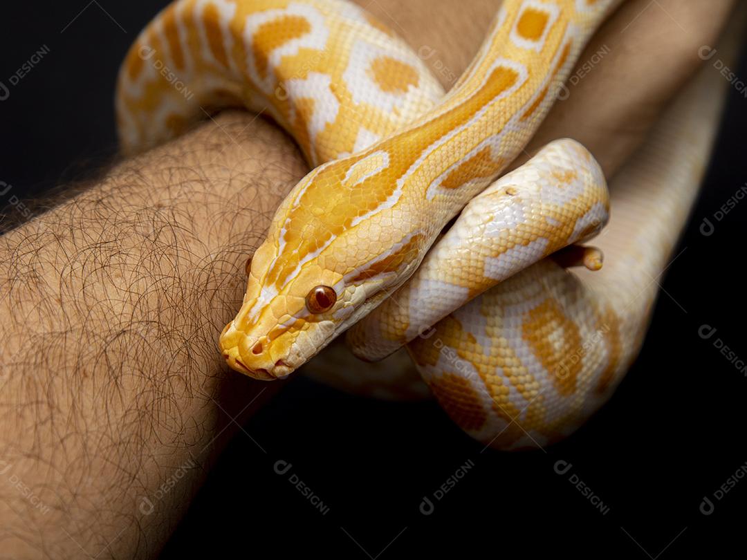 Cobra Ouro Python Na Mão Imagem JPG