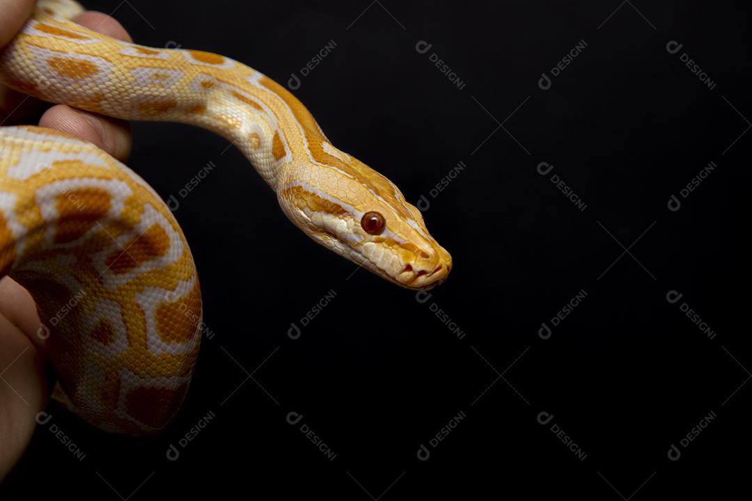 Cobra Ouro Python Na Mão Imagem JPG