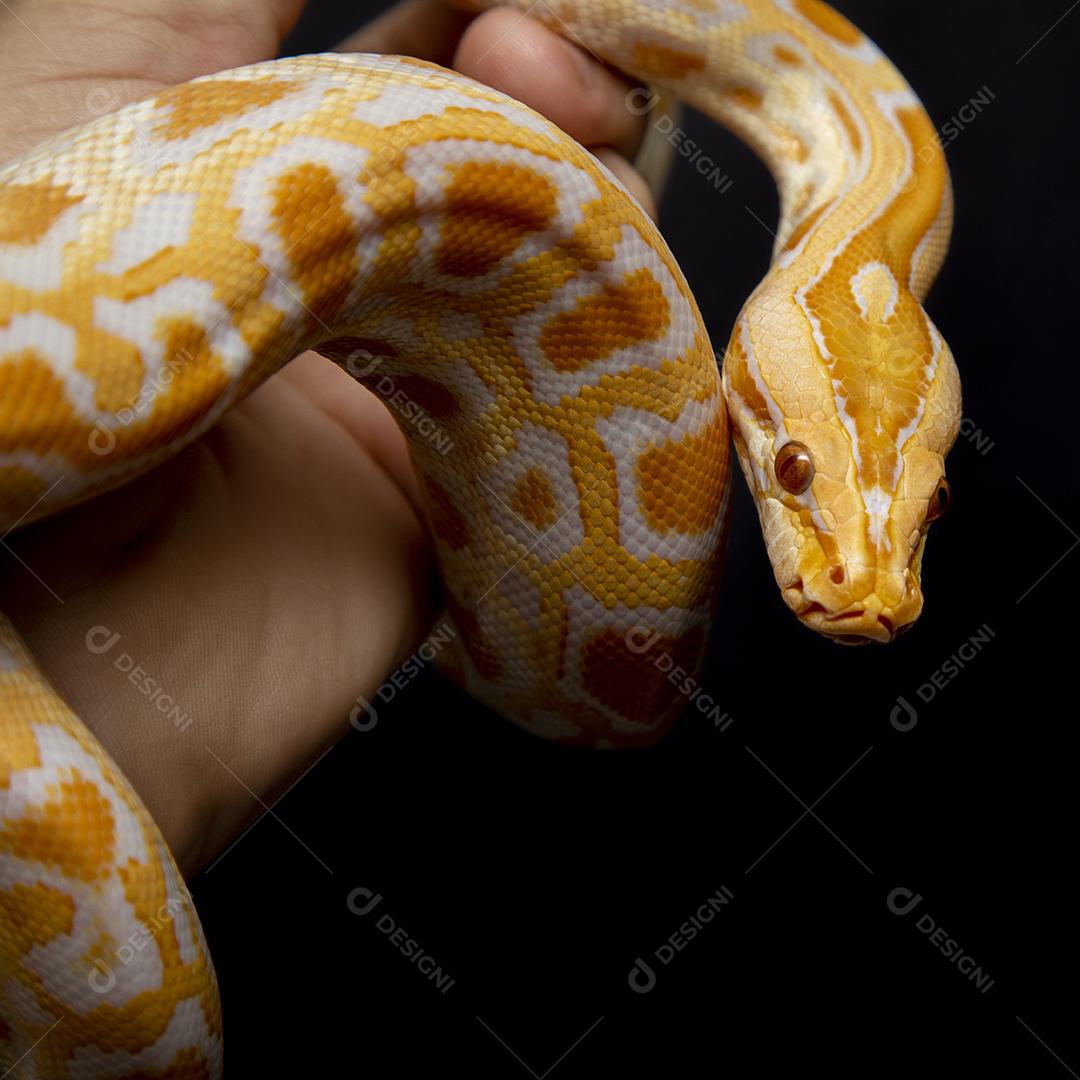 Cobra Ouro Python Imagem JPG