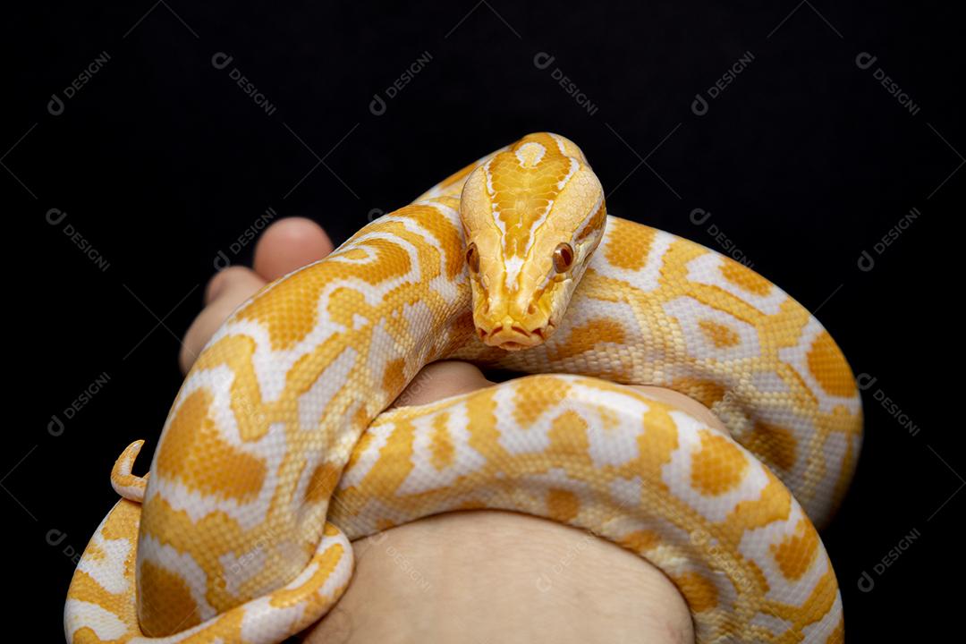 Cobra Ouro Python Imagem JPG