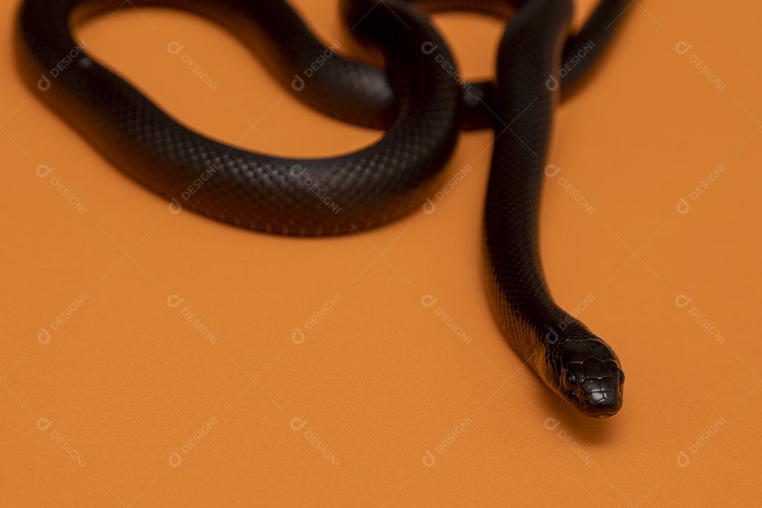 Cobra real negra mexicana Lampropeltis getula nigrita Imagem JPG