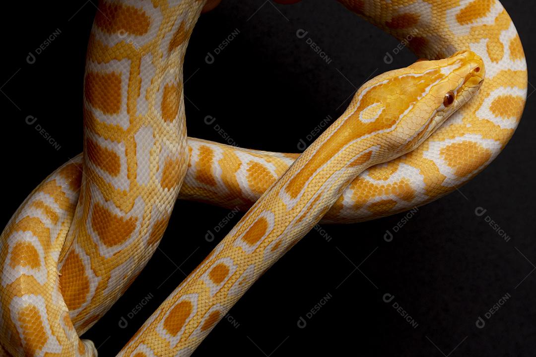 Cobra Ouro Python Imagem JPG