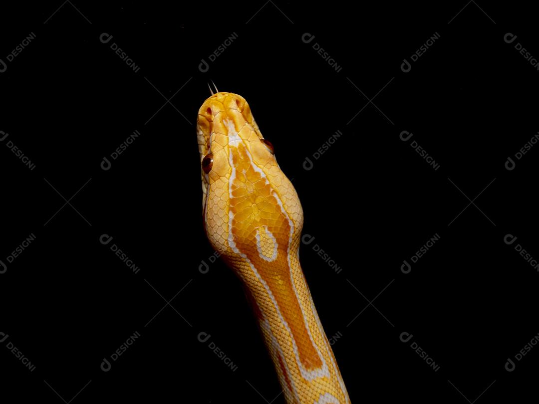 Cobra Ouro Python Imagem JPG