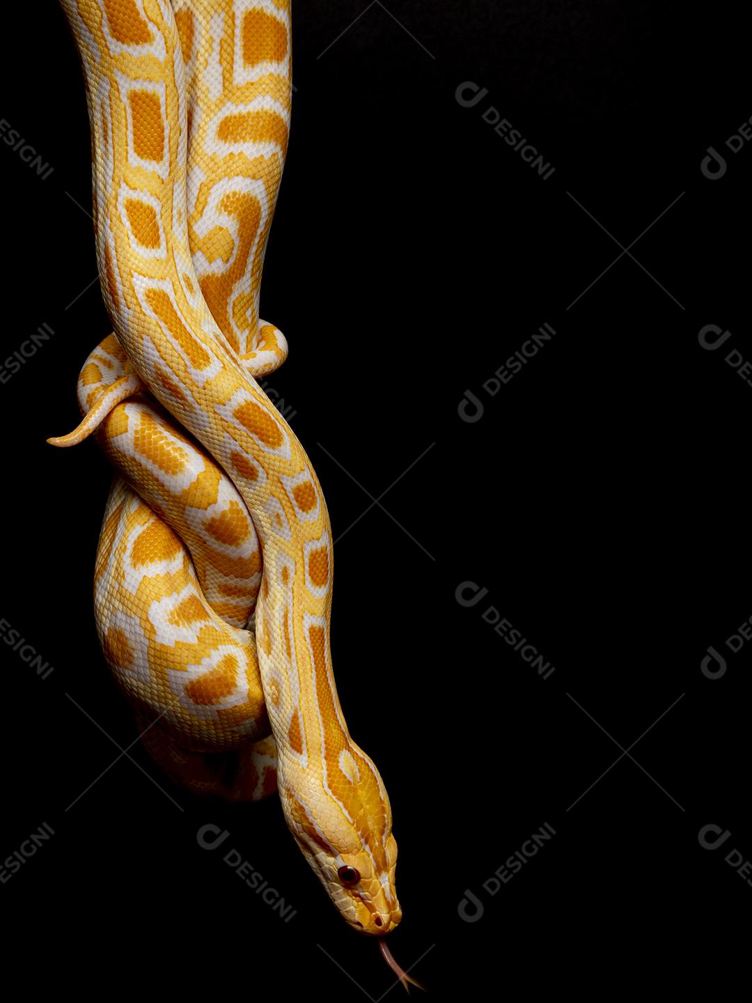 Cobra Ouro Python Imagem JPG
