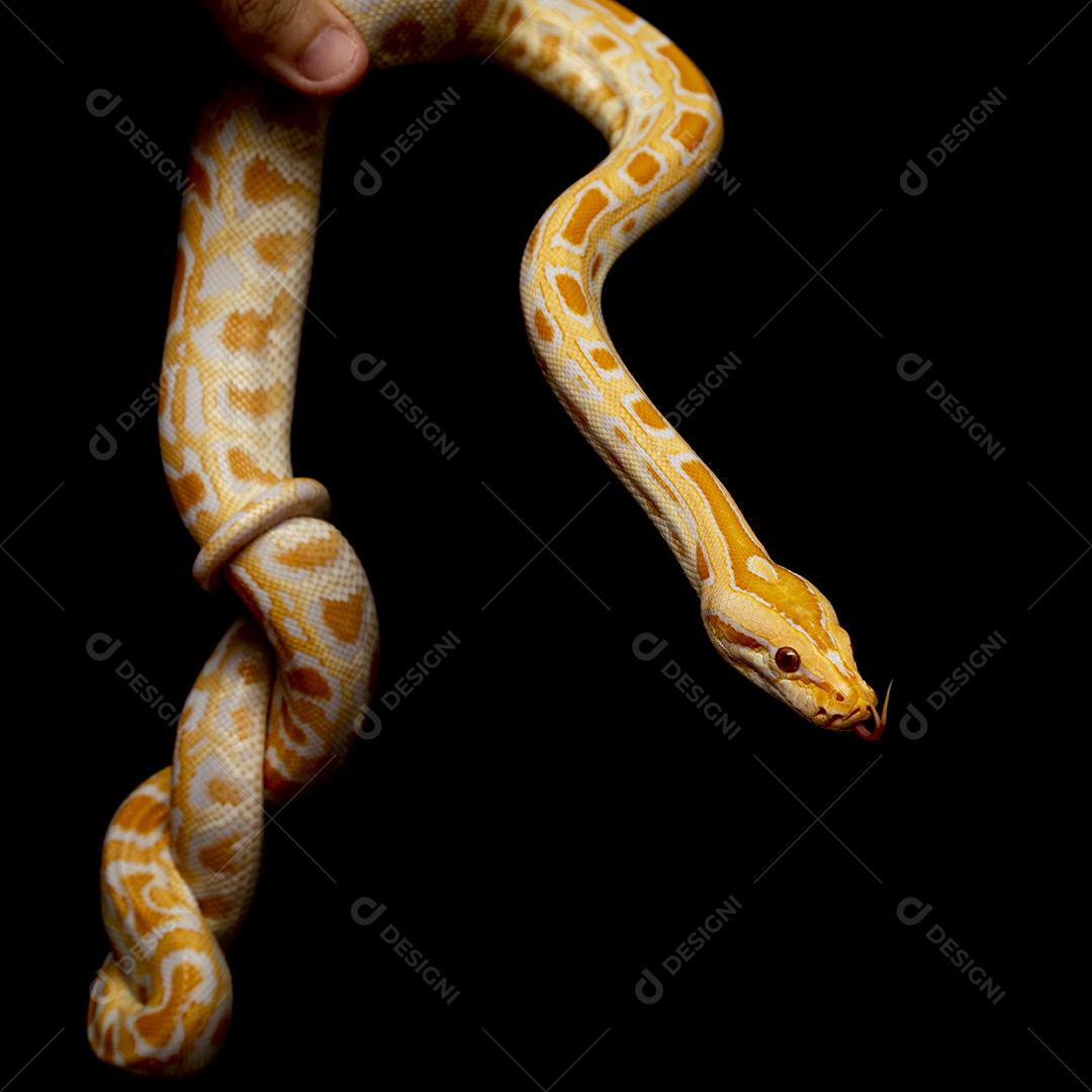 Cobra Ouro Python Imagem JPG