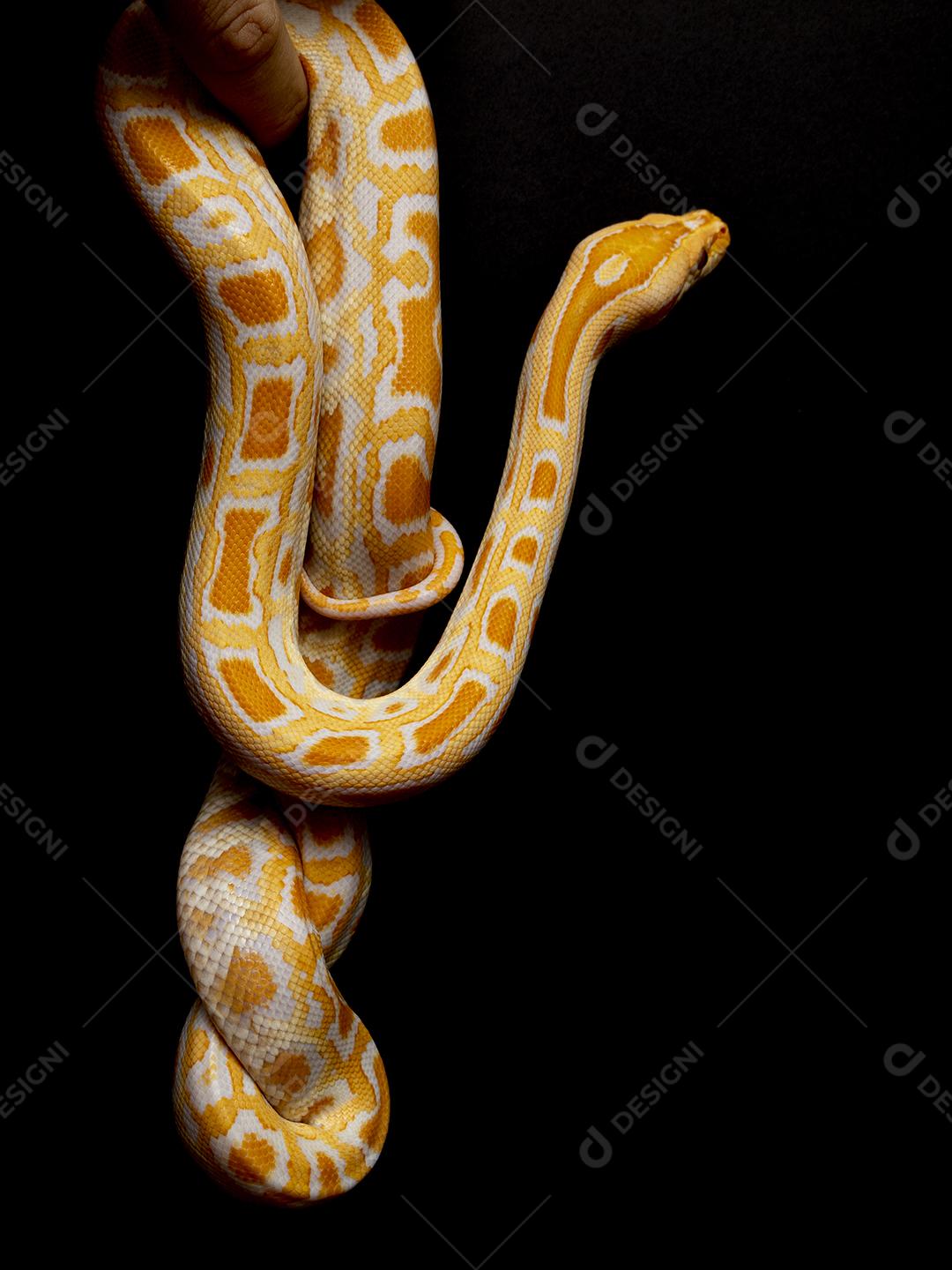 Cobra Ouro Python Imagem JPG